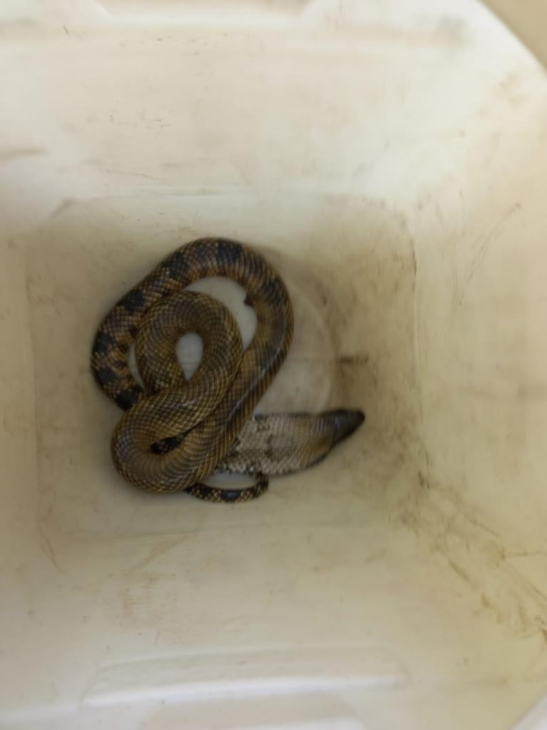 Encontraron una serpiente acuática en pleno centro de Córdoba