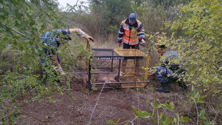 Encontraron una serpiente pitón de un metro y medio en Nueva Córdoba