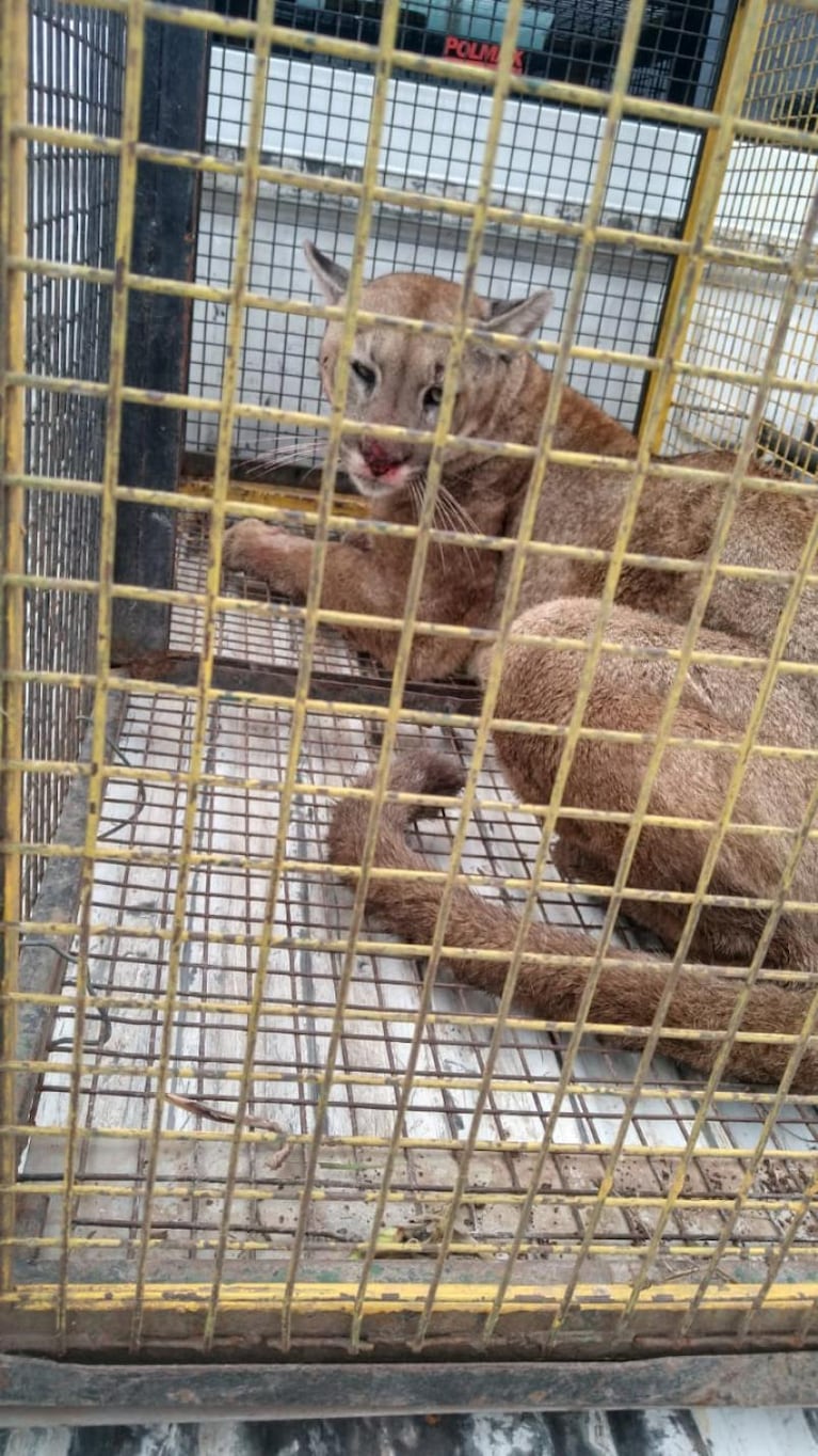 Encontraron una serpiente pitón de un metro y medio en Nueva Córdoba