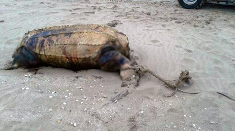 Encontraron una tortuga decapitada en una playa argentina