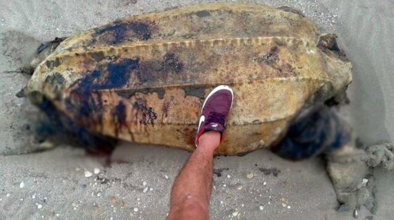 Encontraron una tortuga decapitada en una playa argentina