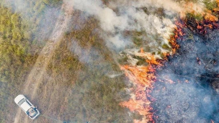 Encontraron yaguaretés en perfecto estado luego de los incendios en Corrientes