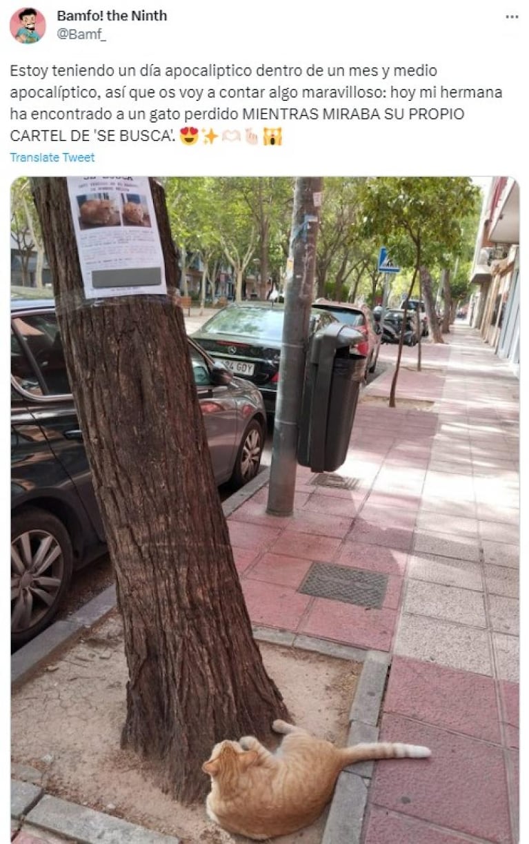 Encontró a un gatito perdido mientras veía su propio cartel de "se busca"