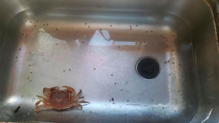 Encontró un cangrejo en la Costanera y tuvo crías en la pileta de su cocina