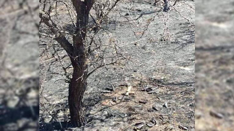 Encontró un crucifijo intacto en su campo arrasado por el incendio en Córdoba