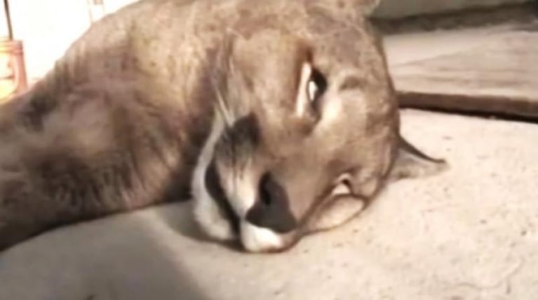 Encontró un puma muerto en el patio de su casa