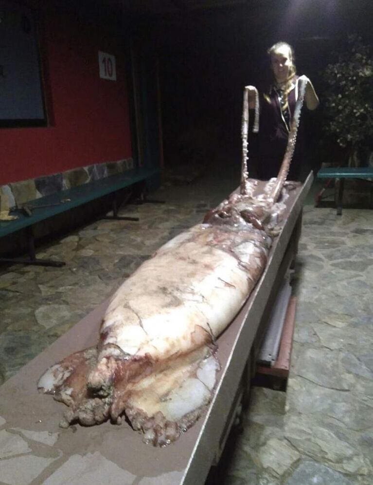 Encuentran una cría de calamar gigante