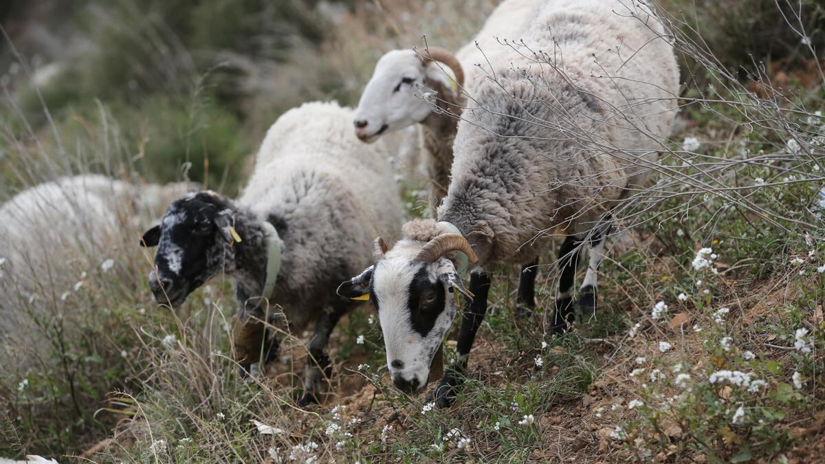Enigma en la isla de Santa Bárbara: generaciones de cabras sobreviven sin agua dulce 