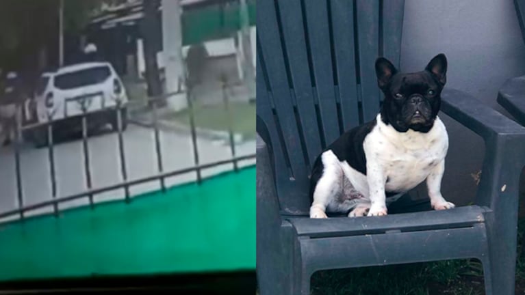 Entraron a robar y se llevaron a la perrita de la familia.