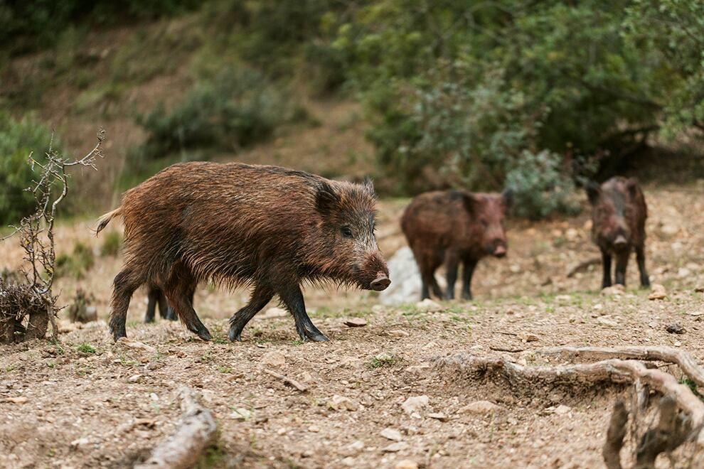 Entre el riesgo ambiental y el negocio millonario: la realidad detrás de la caza de jabalíes en Córdoba