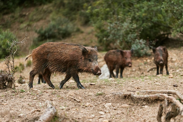 Entre el riesgo ambiental y el negocio millonario: la realidad detrás de la caza de jabalíes en Córdoba