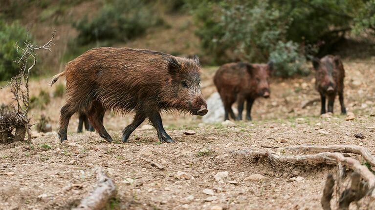 Entre el riesgo ambiental y el negocio millonario: la realidad detrás de la caza de jabalíes en Córdoba