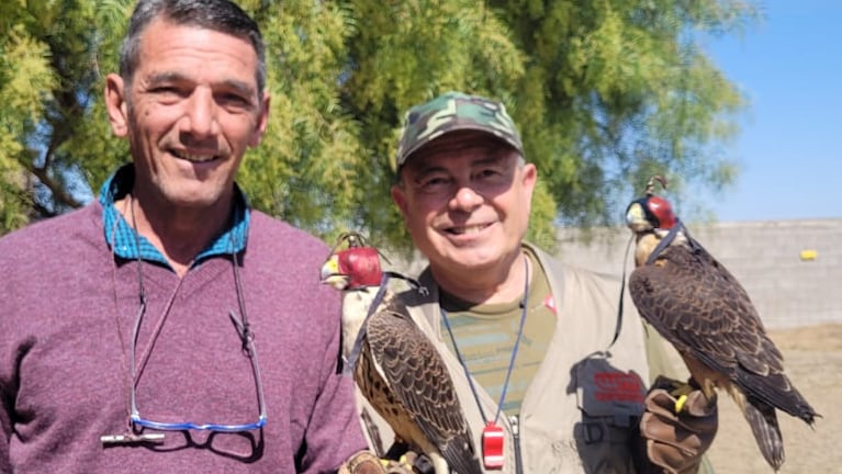 Entrenar aves de presa para cazar: cetrería, una práctica antigua que crece en Córdoba