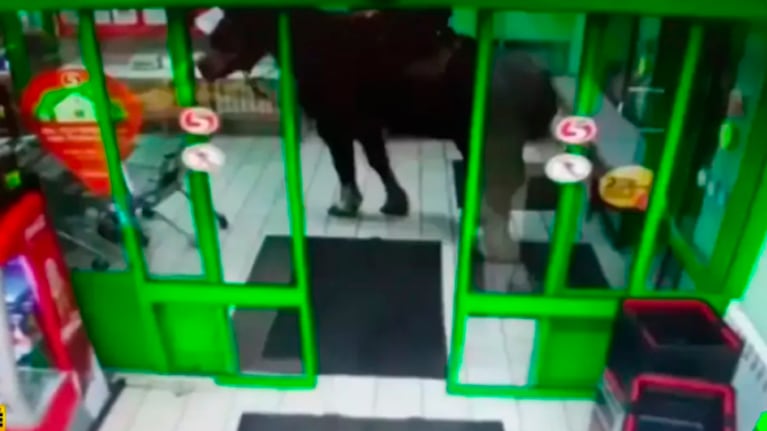Entró al local con su caballo.