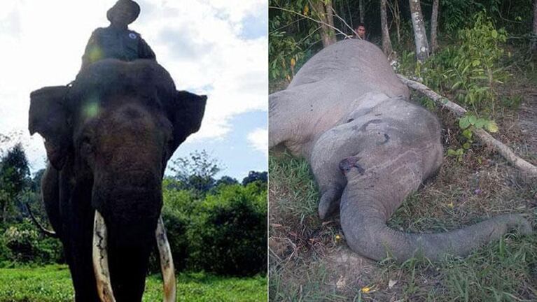 Envenenaron a un mítico elefante para vender los colmillos