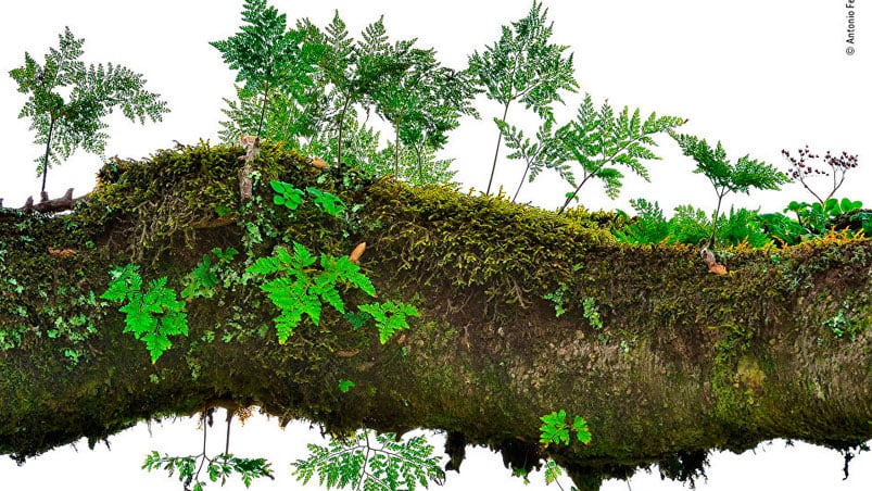 Es la rama de un árbol, aunque simula tener un bosque encima.