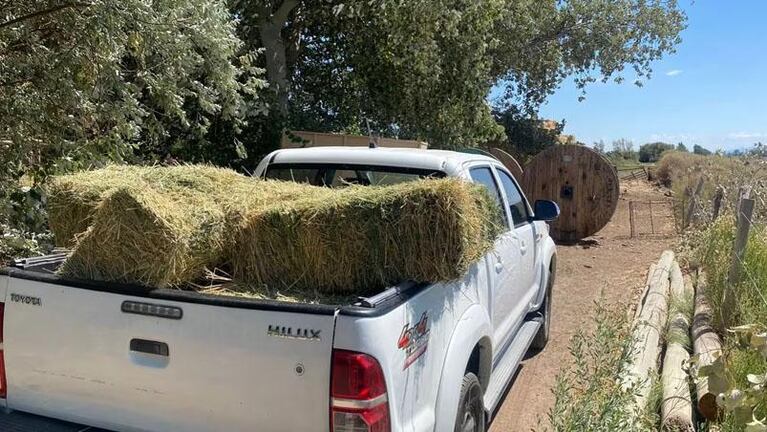 Es vegano, compró una cabra para que no se la comieran y lanzó una campaña viral