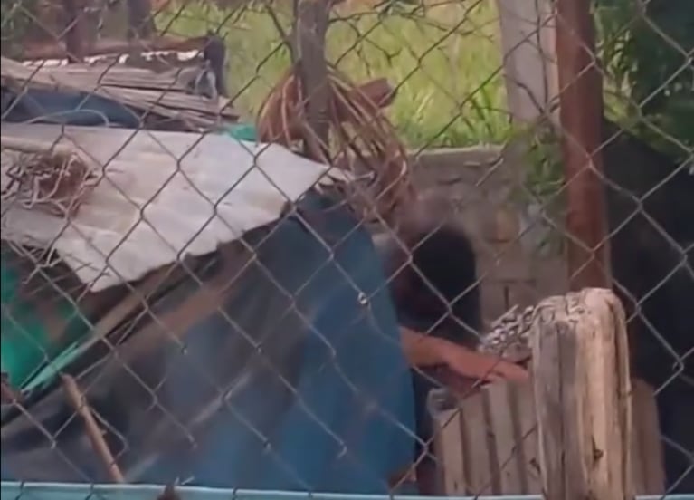 Escalofriante video en el sur de Córdoba: un hombre mató a mazazos a su perra 