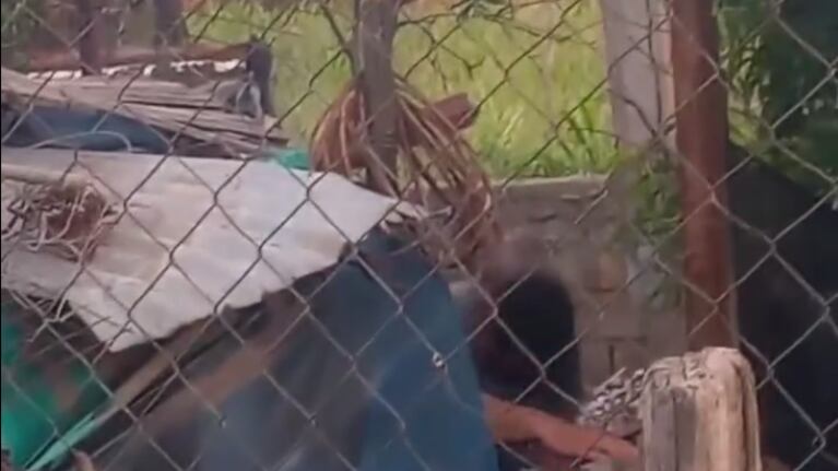 Escalofriante video en el sur de Córdoba: un hombre mató a mazazos a su perra