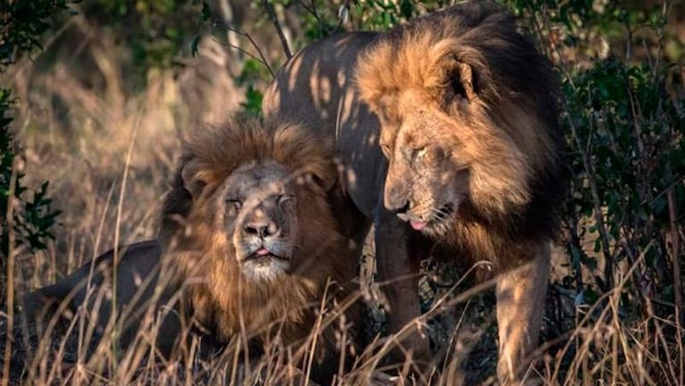 Escándalo en Kenia por dos leones homosexuales