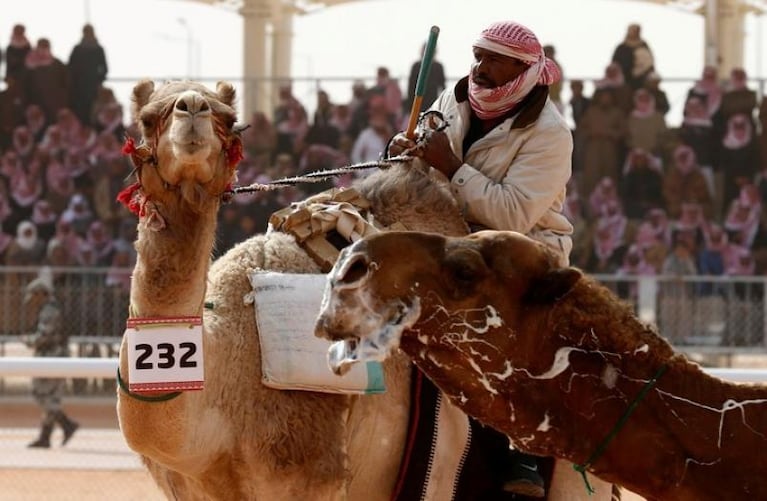 Escándalo en un concurso de belleza de camellos