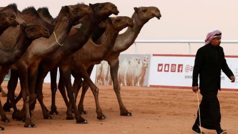 Escándalo en un concurso de belleza de camellos