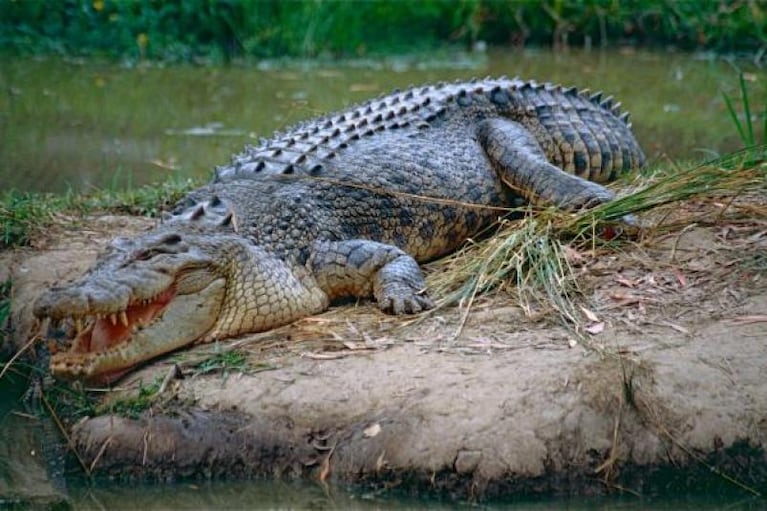 Escapó del ataque de un cocodrilo al clavarle sus dedos en los ojos