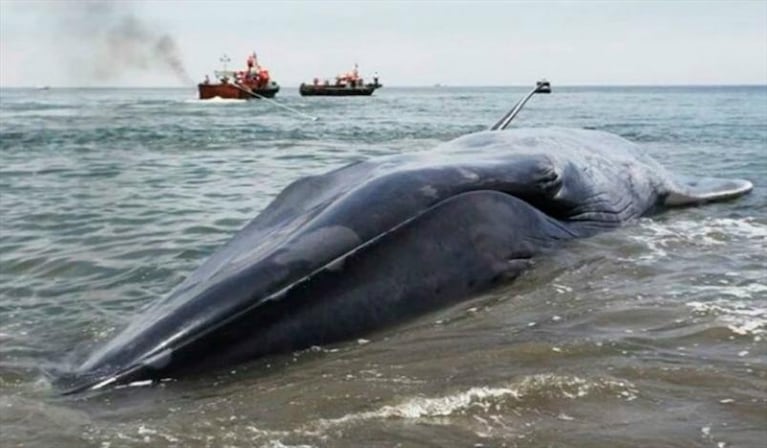 Escriben un grafiti sobre una ballena muerta en la costa