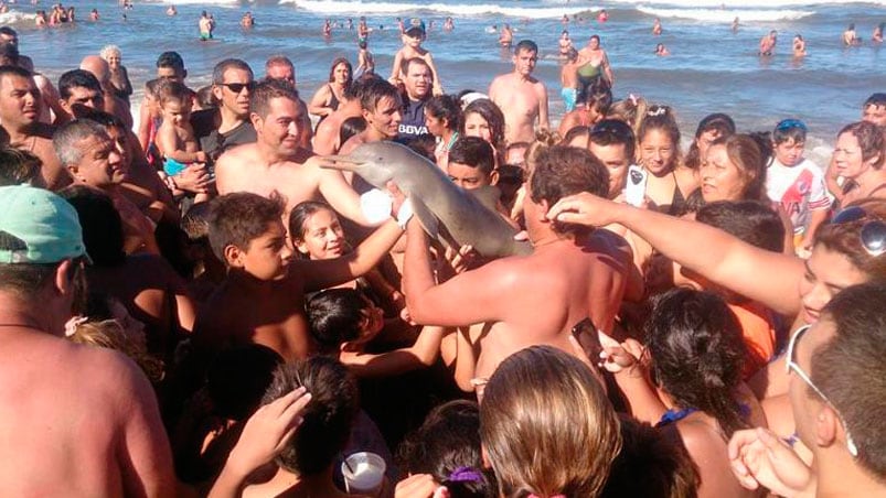 Ese era el pequeño delfín que murió culpa de la imprudencia humana. Foto: Hernán Coria. 