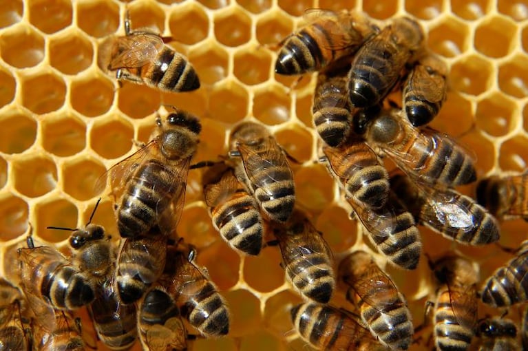 España: murió por hacerse acupuntura con abejas