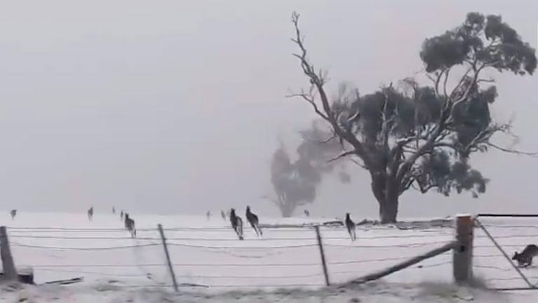 Espectáculo insólito en Australia: Canguros corren en la nieve