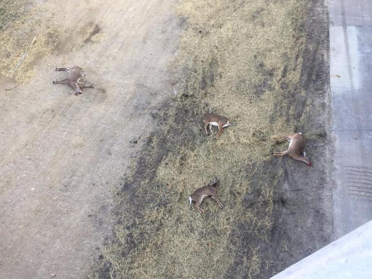 Espeluznante: cuatro ciervos saltaron hacia su propia muerte