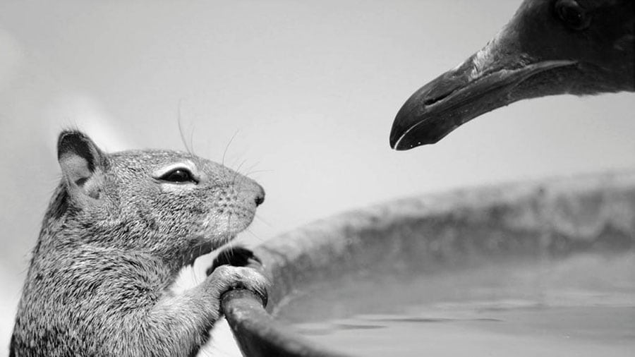 Esta ardilla y la gaviota fueron tomadas por un nene de 10 años en Morro Bay.