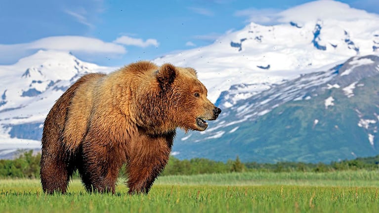 Esta es la subespecie de oso pardo más grande del planeta.