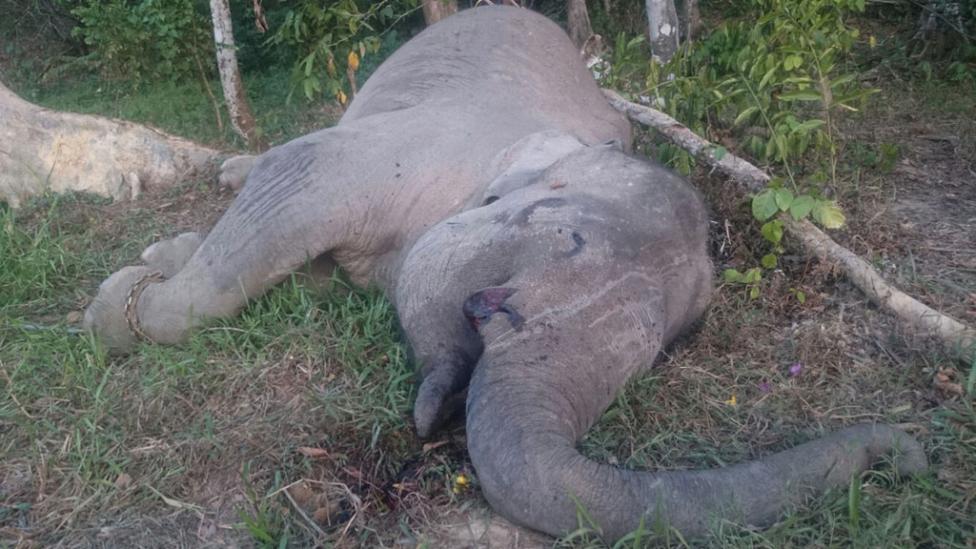 Esta imagen del elefante indignó a la comunidad internacional.