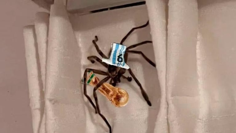 Estaba de vacaciones y una araña la sorprendió mientras dormía: su reacción viral