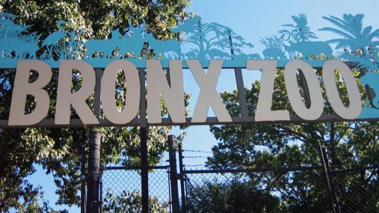 Estados Unidos: ocho animales del zoológico del Bronx tienen coronavirus
