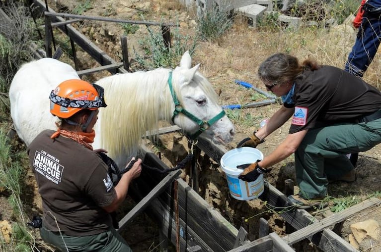 Estados Unidos: rescataron a un caballo en helicóptero