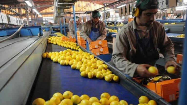 Estados Unidos vuelve a importar limones argentinos