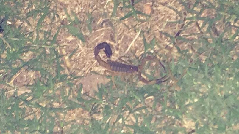 Este alacrán apareció en el Parque Las Tejas.