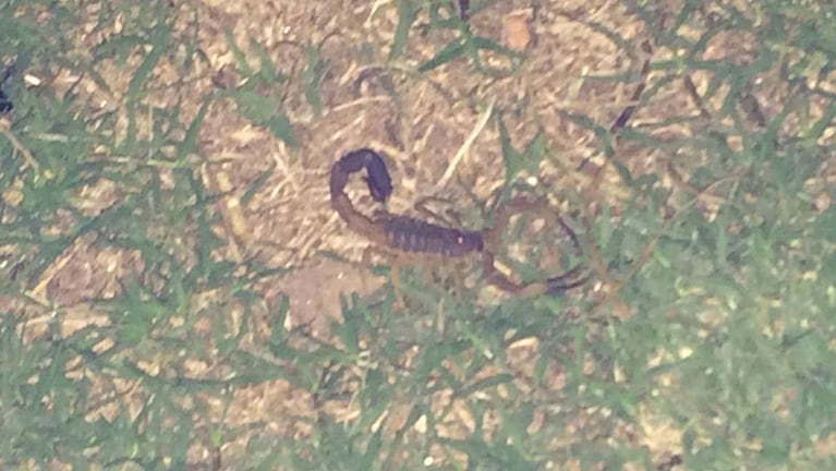 Este alacrán apareció en el Parque Las Tejas.