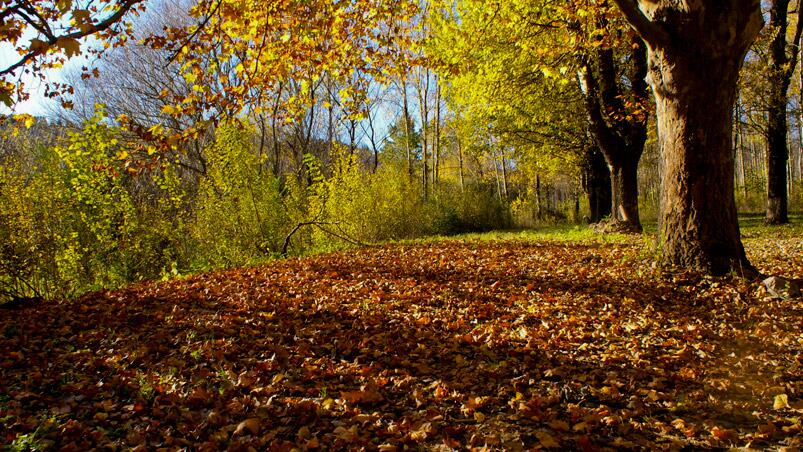 Este año, el otoño comenzó este 20 de marzo.