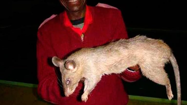 Este tipo de ratas mató a la beba de Sudáfrica.