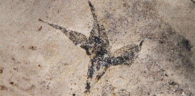 "Estrella del sur"