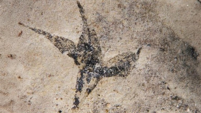 "Estrella del sur"