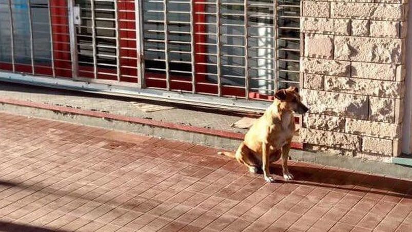 Eugenia murió el 18 de septiembre y su perrita la sigue esperando. 