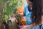 Evitar la acumulación de agua en la casa, una de las principales medidas contra el dengue.