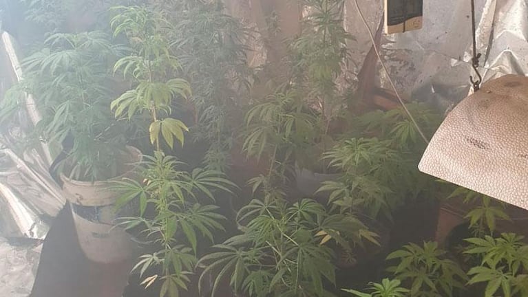 Explotó una casa en Córdoba y encontraron una plantación de marihuana