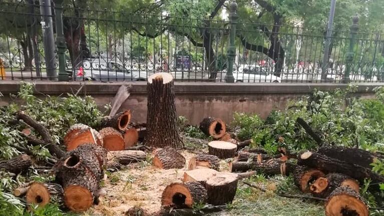 Extrajeron árboles que tenían huecos en el duramen.