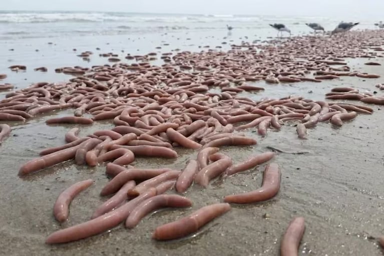 Extraña aparición de gusanos alargados en la costa argentina.